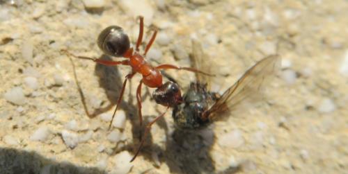 Réf. 299 086 : Formica sp.